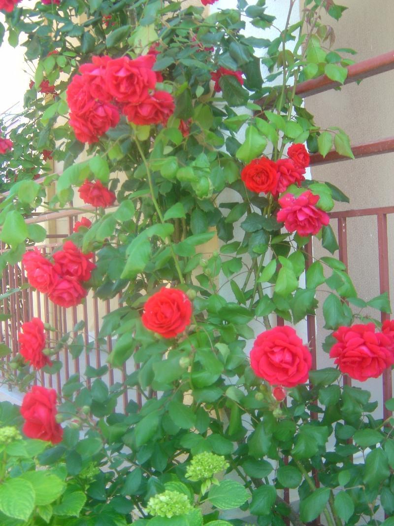 Roda Pearl Resort Roda (Corfu) Exterior foto